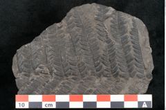 Foto (Detailansicht) von Plantae indet.  (NHMW-GEO-2024-0188-11186)